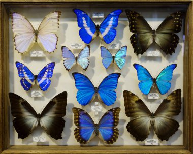 Moskova, Rusya, 11/26/2018, Morfo koleksiyonu tropikal kelebek. Biçim bir cins kelebek, orta ve Güney Amerika sakinleri var. Türlerinin toplam sayısı yaklaşık 80'dir.