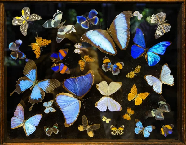 Samling Tropiska Fjärilar Glas Morpho Ett Släkte Fjärilar Invånare Central — Stockfoto
