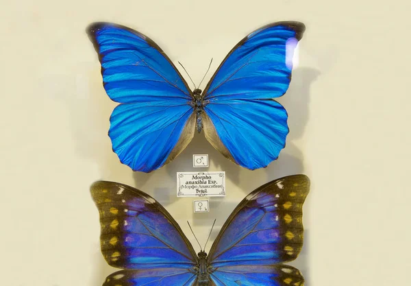 Moskva Ryssland 2018 Morpho Anaxibia Fjäril Glas Morpho Fjäril Anaxibia — Stockfoto