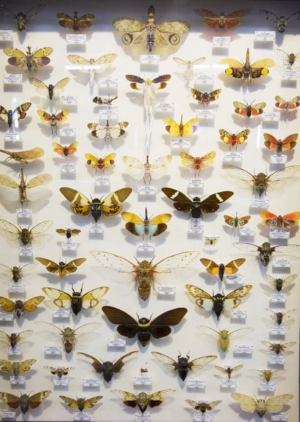 Moskova Venäjä 2018 Cicadas Collection Cicada Hyönteinen Joka Kuuluu Osittain — kuvapankkivalokuva