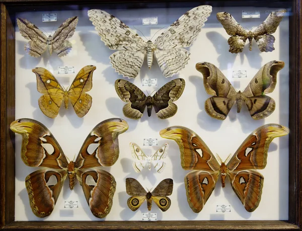莫斯科 俄罗斯 2018 热带蝴蝶的集合 阿特拉斯是一只巨大的蝴蝶 翼展超过25厘米 它的翼区被公认为世界上最大的蝴蝶 这只来自印度 印度尼西亚和马来西亚的蝴蝶的栖息地 — 图库照片