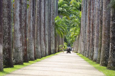 Rio de Janeiro, Brezilya, 12/18/2012, botanik bahçe. Royal palms. Botanik Bahçesi ana sokak çok güzel. Ayrıca Avenue Royal palms denir. Fr önde gelen Royal palms, Avenue 134 palmiye ağaçları 750 metre uzunluğunda sıra