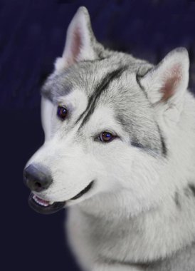 Husky köpek. Siberian dış yapraklar Sibirya karlı geniş expanses gel. Bu yerli kızak köpeği Uzakdoğu'nun en eski doğurmak-in köpek biridir. Bunlar şaşırtıcı derecede güzel ve orijinal. hayvan, Evcil, köpek, husky, büyük, kızak, Arctic, ne de