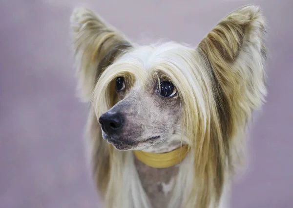 Chinese Crested Dog Liten Hund Aktiv Elegant Mycket Glad Och — Stockfoto