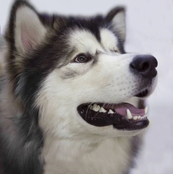 Hunden Alaskan Husky Den Arktiska Skalliknande Vacker Hund Detta Ganska — Stockfoto