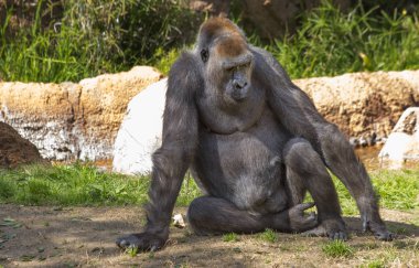 Goril. Goril maymun ailesinin en büyük temsilcisidir. Onlar vejetaryen olduğundan, çoğunlukla yaprakları, Genç sürgünler ve bazen meyve yiyorlar. Bir tehlike altındaki türler goriliz.