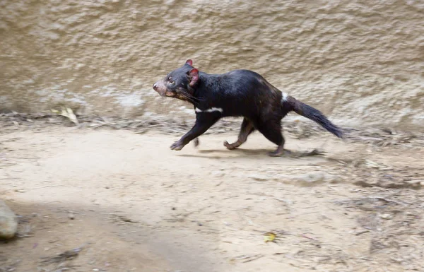 Tasmanian devil. The Tasmanian devil is a marsupial animal. Lives in Australia.