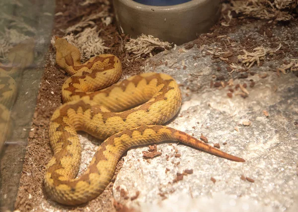 Snake Viper Viper Uma Cobra Venenosa Comprimento Cabeça Até Ponta — Fotografia de Stock