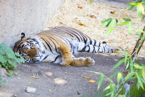 Tiger Tiger Predator Cat Family Which One Main Representatives Genus — Stock Photo, Image