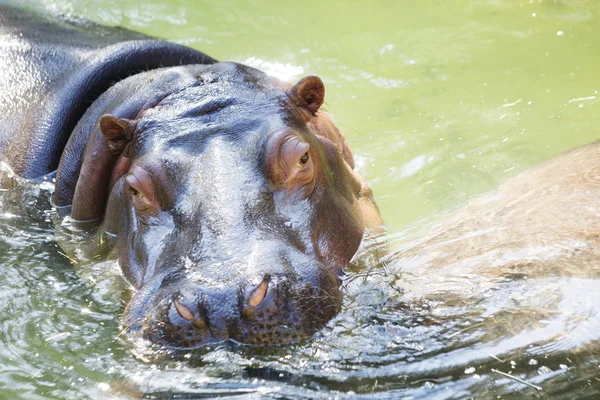 Hippopotame Hippopotame Est Animal Ordre Des Animaux Sabots Vit Afrique — Photo