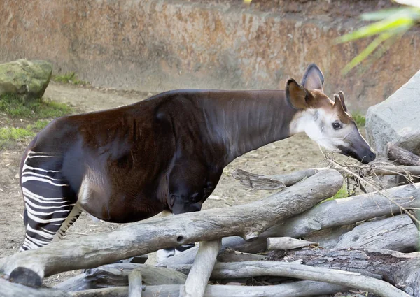 Djur Okapi Randig Giraff Okapi Utseende Liknar Zebra Men Okapi — Stockfoto