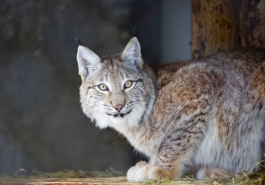 Lynx. Bayağı vaşak tüm vaşaklardan büyük. Bacaklar büyük de kışın kar üzerinde batan olmadan yürümek lynx sağlayan paslı. Kulak çınlaması uzun püsküllü.