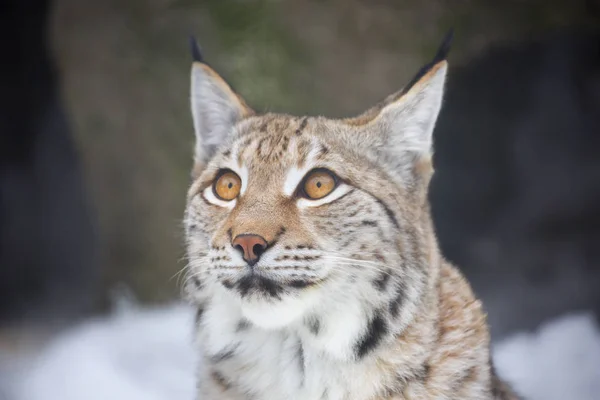 Lynx Ευρασιατικός Λύγκας Είναι Μεγαλύτερο Από Όλα Λύγκες Πόδια Μεγάλων — Φωτογραφία Αρχείου