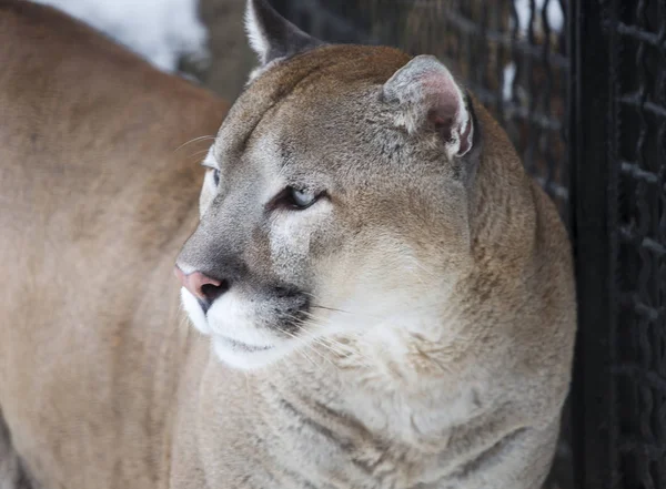 Cougar, or mountain lion. This is a predator of the cat family. Puma is a skilled hunter. It can jump to a height of more than 6 meters. Puma also runs very fast and can easily climb trees. A Cougar can kill prey that weighs three times the weight of