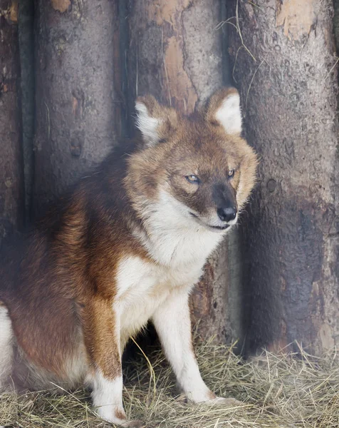 Red wolf. The red wolf, or mountain wolf, is a predatory mammal of the canine family that is in danger of extinction.