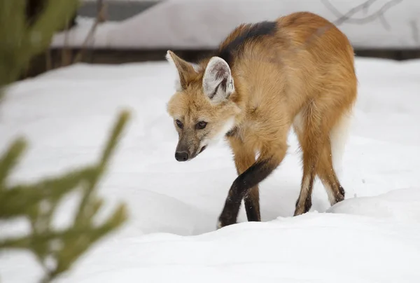 Yeleli Kurt Canidae Aile Yırtıcı Bir Memeli Yele Kurttur Onun — Stok fotoğraf