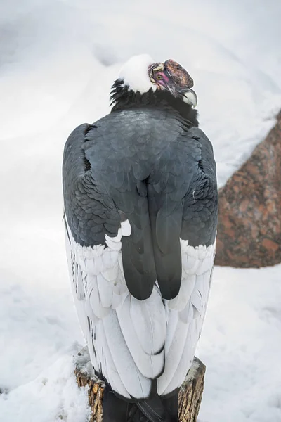 Condor Andino Condor Andino Grande Pescoço Com Uma Plumagem Preta — Fotografia de Stock