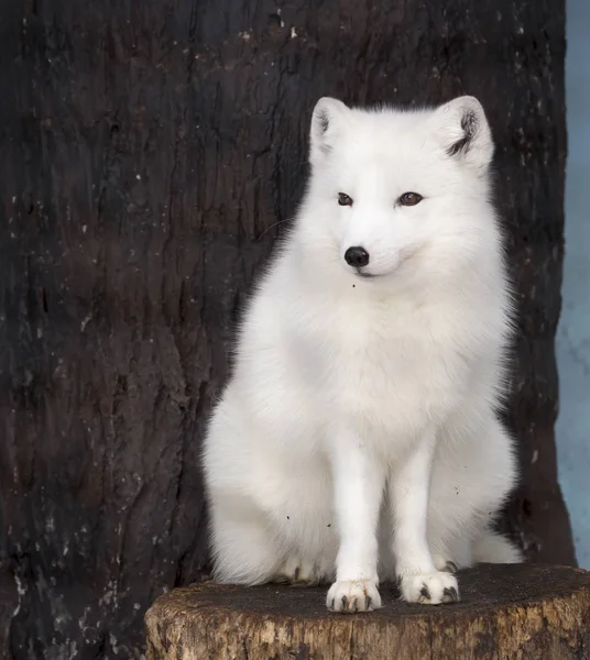 Raposa Ártica Raposa Polar Pequeno Animal Predador Que Assemelha Uma — Fotografia de Stock