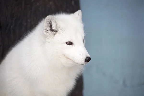 Αρκτική Αλεπού Πολικές Αλεπούδες Είναι Μια Μικρή Αρπακτικών Ζώων Που — Φωτογραφία Αρχείου