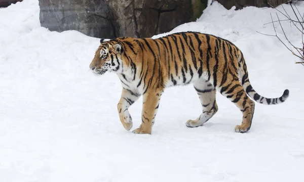 Amur Leopard Siberian Tiger Predator Cat Family Which One Main — Stock Photo, Image