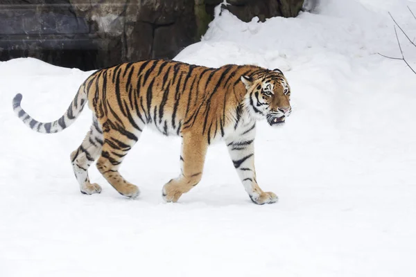 Leopardo Amur Tigre Siberiano Este Predador Família Gatos Que Dos — Fotografia de Stock