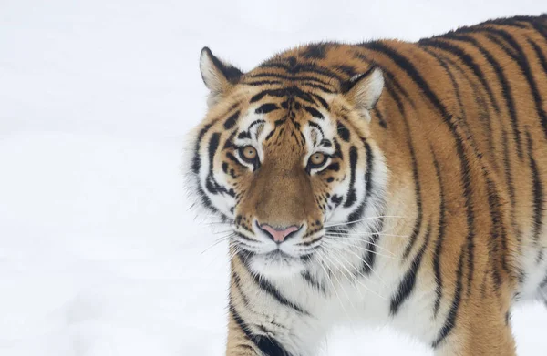 Leopardo Amur Tigre Siberiano Este Predador Família Gatos Que Dos — Fotografia de Stock