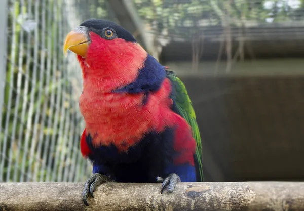 Lori\'s red parrot. Red Lori is a bird of the parrot family. The main color of the plumage is red. The color of the bill in yellow and orange tones. The Dutch word \
