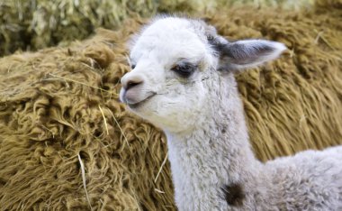 Alpaca (cub). Alpaca is a domestic cloven-hoofed animal from the camel family. Bred in the Alpine zone of South America (Andes). Young Alpaca are called cria. clipart