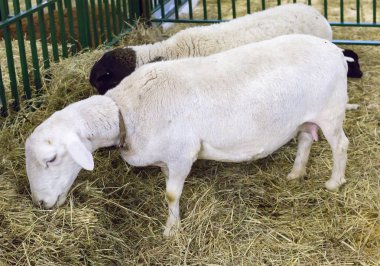 Katum koyun. Katum cinsi koyun pürüzsüz kaplı et verimlilik. Hala iş ıslahı kullanılır bu doğurmak.