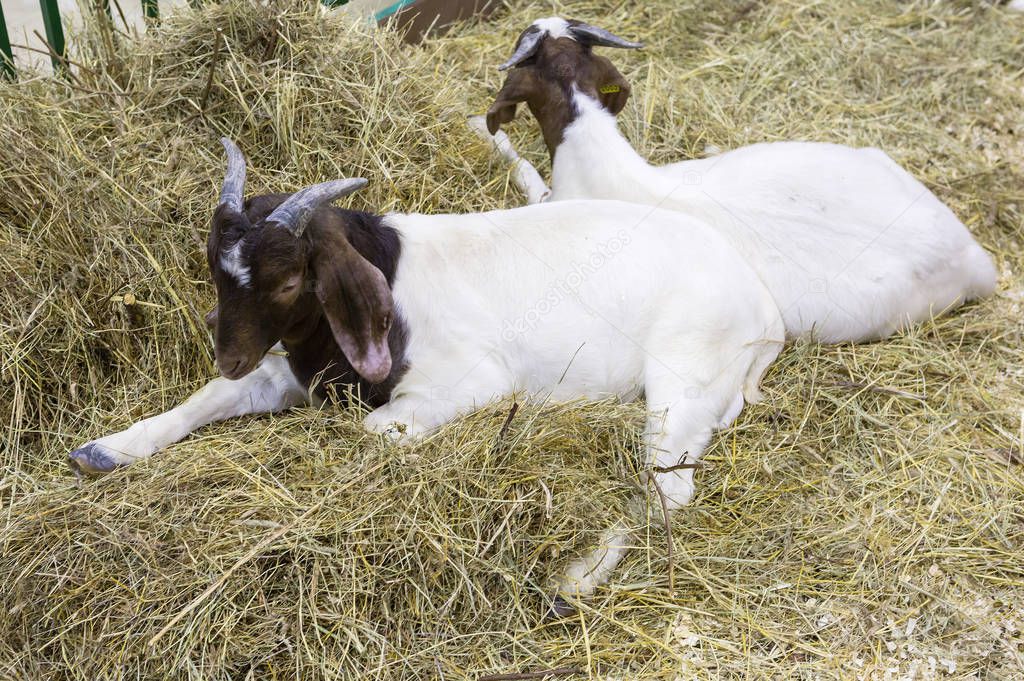 Goat. Boer breed. Boer goats is a breed that was bred in the early 20th century.Determine the breed of goat can be the color of the hair on the head, it is their brown - this is their characteristic feature. Wool of the goat is short, the feel is smo