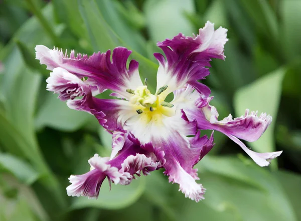 Tulipán Květ Fialový Bílou Tulipány Této Třídě Mají Neobvyklé Exotické — Stock fotografie