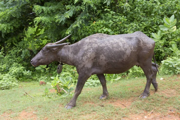 Lombok Indonésia Buffalo Búfalo Indonésio Figura Poderosa Músculos Alívio Chifres — Fotografia de Stock
