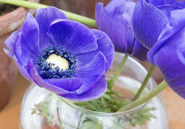 Kwiat Fioletowy Anemon Zawilce Kwiaty Rodziny Miłe Dla Oka Ich — Zdjęcie stockowe