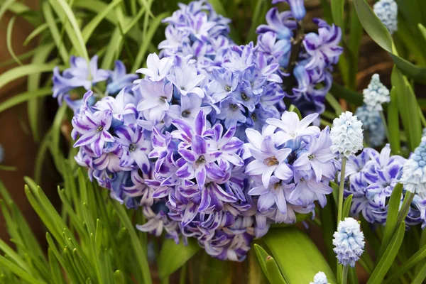 Fialové Hyacinty Hyacinty Jsou Květiny Které Jsou Jedním Prvních Které — Stock fotografie