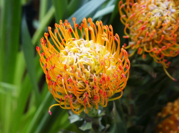 アフリカのオレンジ色のプロテアの花 プロテアの花は 常緑の低木の花です 植物は多肉植物 メートルまで それは南アフリカ共和国の国のシンボル — ストック写真