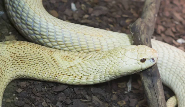 Monocled Cobra. Monocle Cobra is a very dangerous snake with an extremely strong poison. These are strong, energetic, fast, and often aggressive snakes.A typical representative of the Asian cobras. The color is very variable from yellow and cream-gra