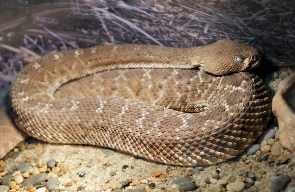 Red diamond rattlesnake. This is a fairly large poisonous snake with a red (rarely grayish) color. Large diamonds along the back are slightly darker than the General background of the torso. These snakes are able to grow more than two meters in lengt