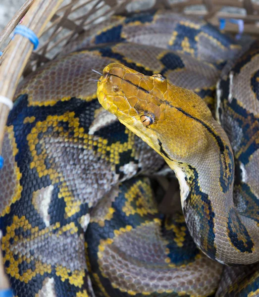 Python Reticulado Una Serpiente Venenosa Familia Pitones Que Vive Asia —  Fotos de Stock