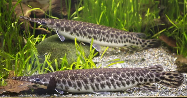 Spotted Pike Fish Inhabit Waters North America Elongated Body Long — Stock Photo, Image