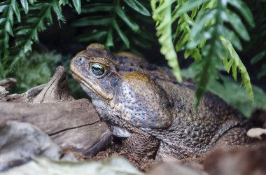 Kurbağa Aha (baston kurbağa). Orta ve Güney Amerika nın en ünlü toads bunlar. Kara kurbağaları Aga oldukça büyük, yaklaşık 1 kg ağırlığında ve uzunluğu 25 santimetre ulaşır. Başının arkasında gözlerin arkasında vardır büyük zehirli bezleri, başından beri
