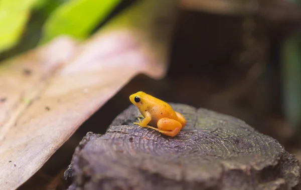 Golden Mantella frog. The Golden mantella, or ruby mantella, is a very attractive and brightly colored frog with black eyes. Bright protective color is an adaptation to scare off enemies. It lives in Central-Eastern Madagascar in cool mountain forest