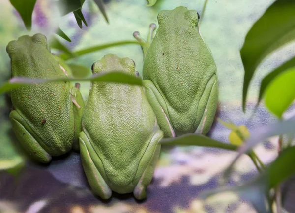 Rana Voladora China Especie Común Myanmar Laos Vietnam China Del — Foto de Stock