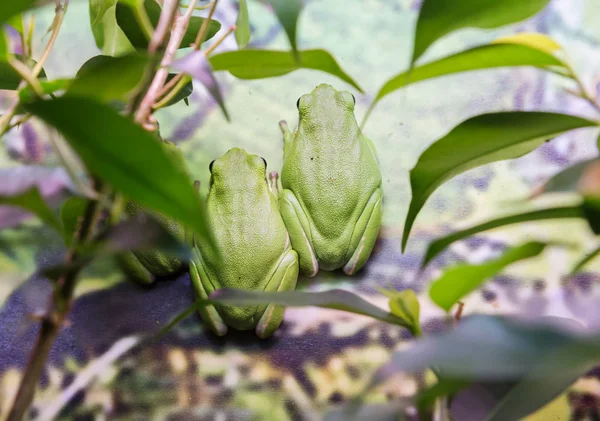 Chinese Flying Frog Species Common Myanmar Laos Vietnam South China — Stock Photo, Image