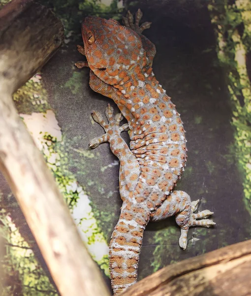 Tokay Gecko Bir Kertenkele Gövde Uzunluğu Ağırlığı 150 300 Yakası — Stok fotoğraf