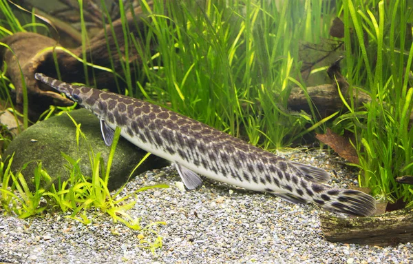 Spotted Pike Fish Inhabit Waters North America Elongated Body Long — Stock Photo, Image