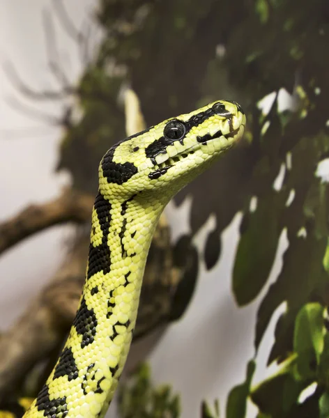 Tapete Python Tamanho Médio Cobra Cerca Dois Metros Habita Florestas — Fotografia de Stock