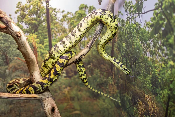 Tapete Python Tamanho Médio Cobra Cerca Dois Metros Habita Florestas — Fotografia de Stock
