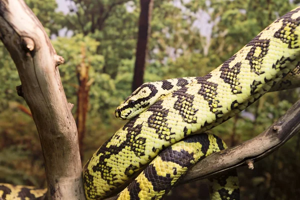 Alfombra Python Tamaño Promedio Serpiente Unos Dos Metros Habita Bosques —  Fotos de Stock