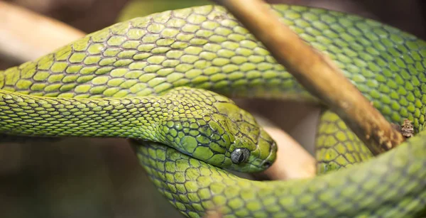 Green Cat-eyed snake. Meets in Asia. Its color is an excellent disguise, so it is not so easy to find. These snakes are nocturnal predators, spending all day light either in the hollow of a tree, or curled up or sprawled on the branches of trees.