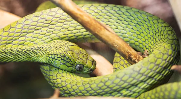 Cobra Olhos Gato Verde Encontra Ásia Sua Cor Excelente Disfarce — Fotografia de Stock